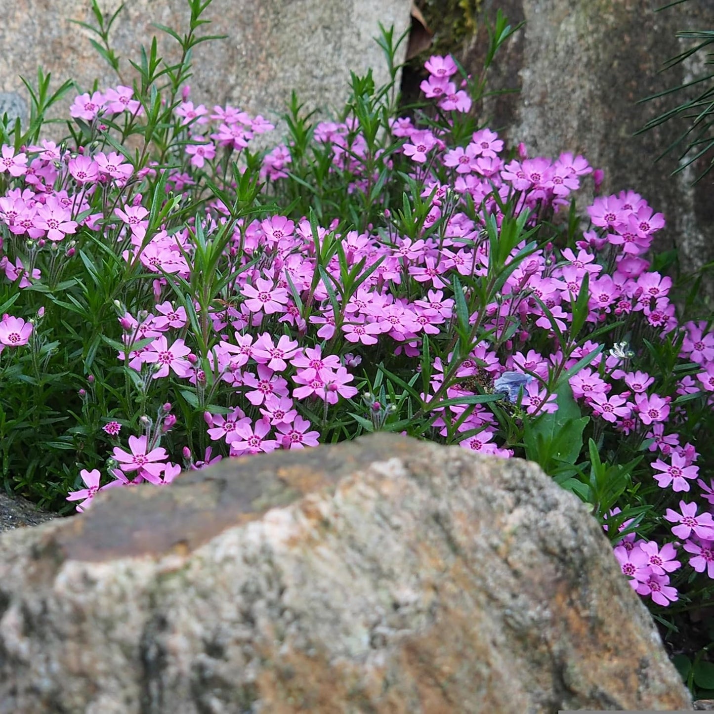 500pcs Creeping Phlox Seeds Simple to Grow add soft textured ornamental charm to rocky slopes and garden landscape spaces