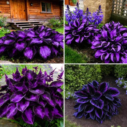 Hosta Seeds for Planting 90Pcs Perennial Hosta Flower Seeds, Non-GMO Heirloom Long Blooming Plants Shaded Entry Pathway Flowers for Garden Outdoors