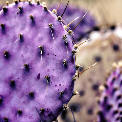 100pcs Purple Prickly Pear Cactus Seeds, Fast-Growing Succulent, Cold-Hardy, Indoor & Outdoor Decorative Plant