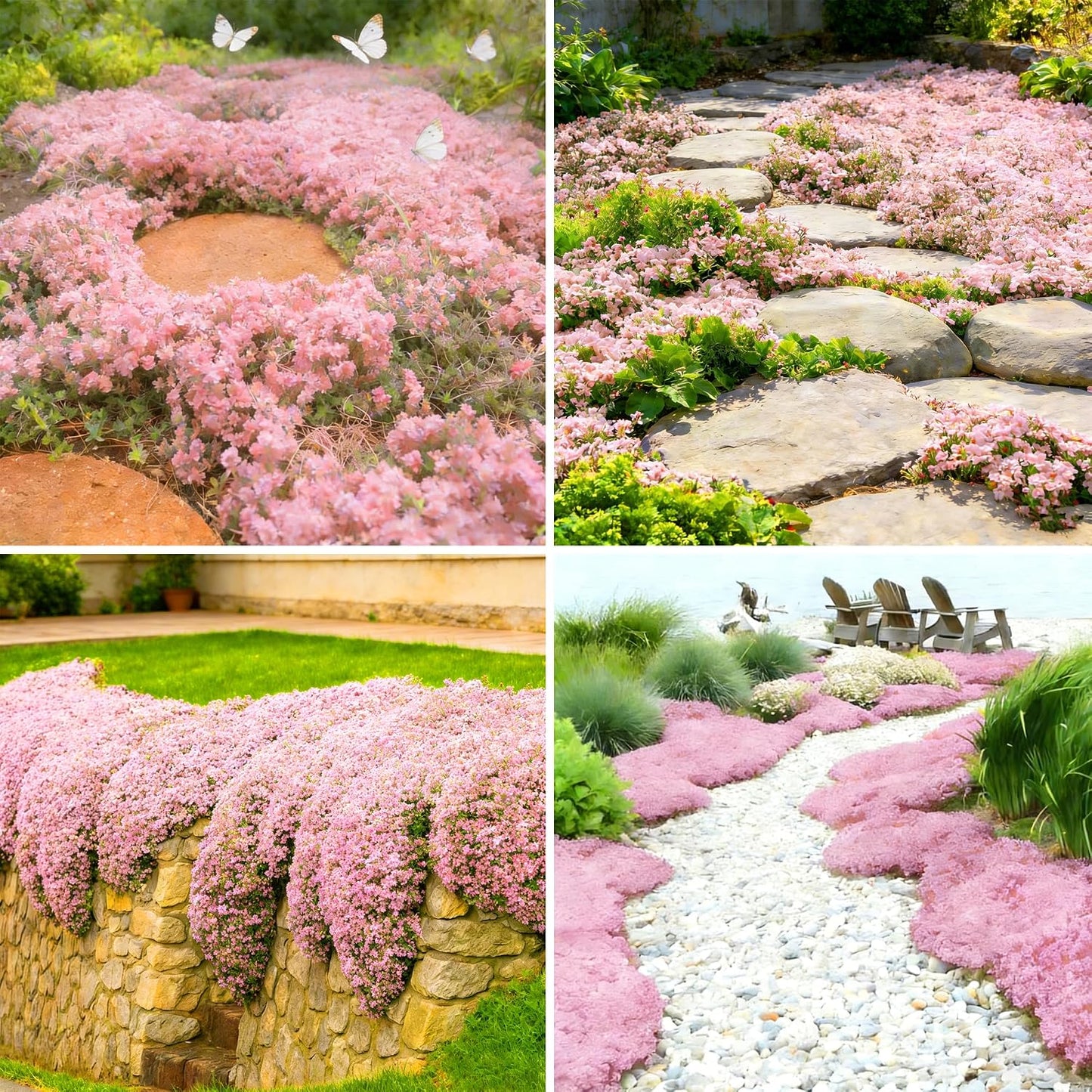 Pink Creeping Thyme Ground Cover Flower Seeds for Planting, 500pcs Perennial Pink Creeping Wild Thymus Seeds, Non-GMO Heirloom Wild Thymus Serpyllum Flower Plants for Home Garden Outdoors