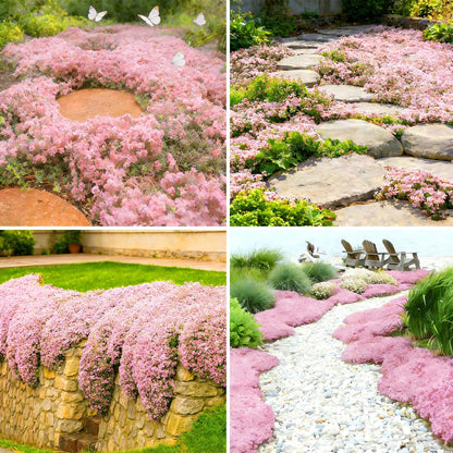 Pink Creeping Thyme Ground Cover Flower Seeds for Planting, 500pcs Perennial Pink Creeping Wild Thymus Seeds, Non-GMO Heirloom Wild Thymus Serpyllum Flower Plants for Home Garden Outdoors