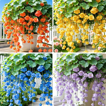 300pcs Hanging Begonia Seeds for Planting,   Heirloom Non-GMO Perennial Plant for Basket Outdoor Indoor