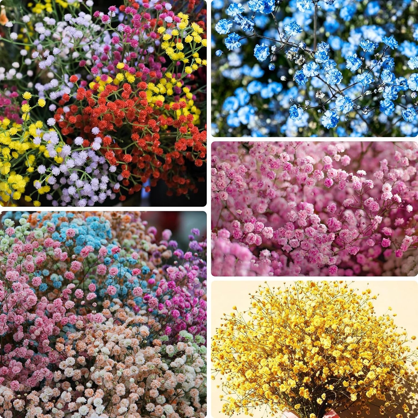 100 Mixed Annual Gypsophila Flower Seed, Non-GMO Baby's Breath Seed for Garden Outdoor