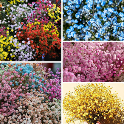 100 Mixed Annual Gypsophila Flower Seed, Non-GMO Baby's Breath Seed for Garden Outdoor