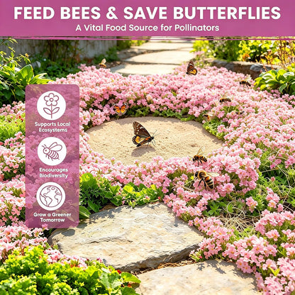 Pink Creeping Thyme Ground Cover Flower Seeds for Planting, 500pcs Perennial Pink Creeping Wild Thymus Seeds, Non-GMO Heirloom Wild Thymus Serpyllum Flower Plants for Home Garden Outdoors