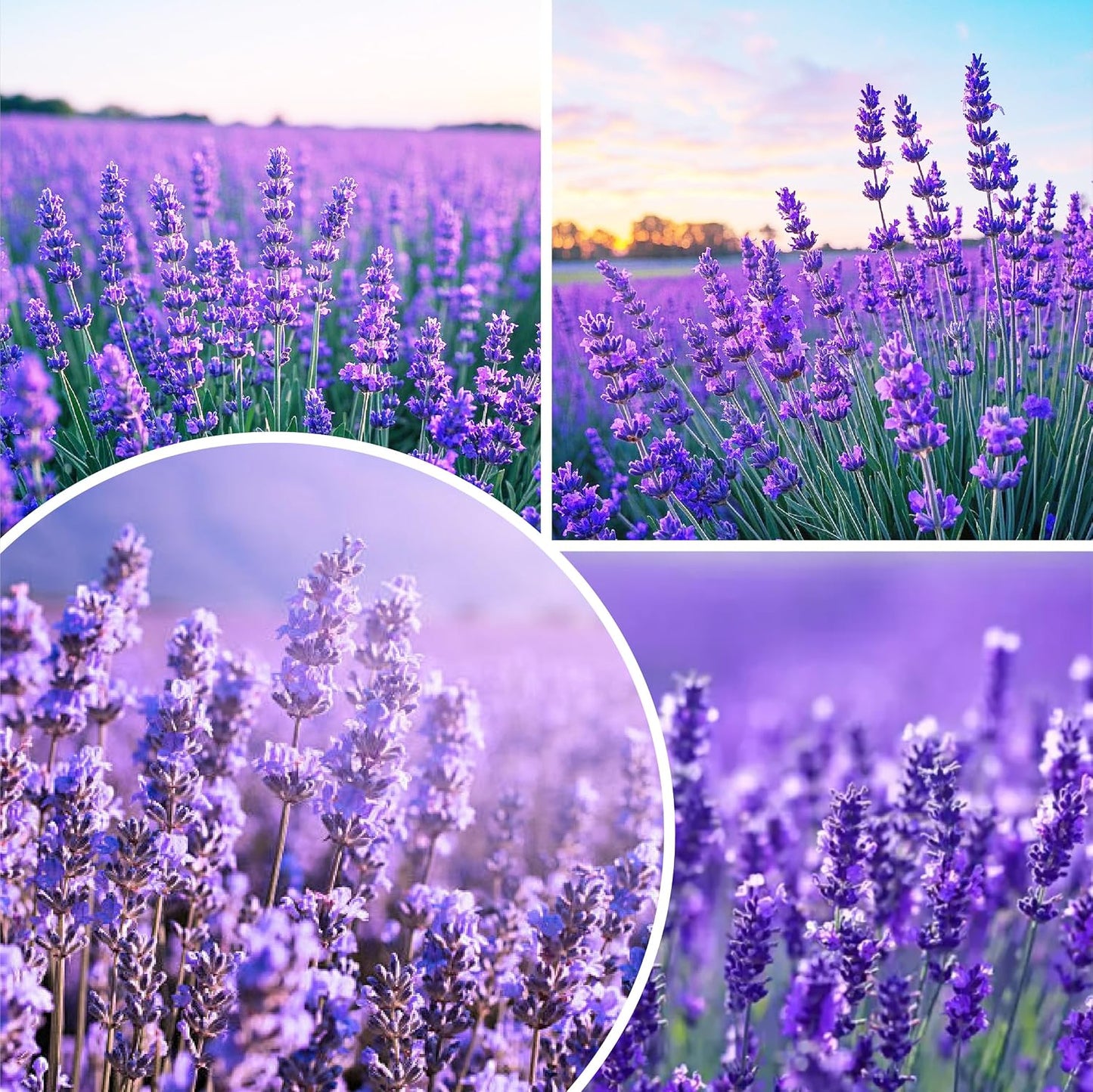 1000pcs Perennial Lavender Flower Seeds for Planting-Annual Lavender Vera Herb Seeds Attracts Pollinators Non GMO Heirloom