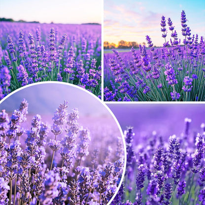1000pcs Perennial Lavender Flower Seeds for Planting-Annual Lavender Vera Herb Seeds Attracts Pollinators Non GMO Heirloom