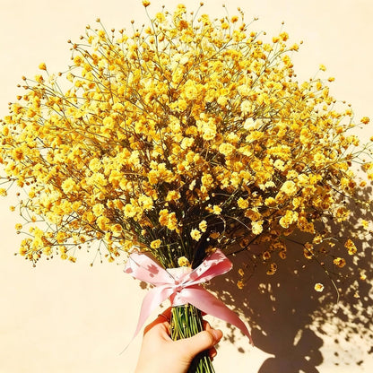 100 Mixed Annual Gypsophila Flower Seed, Non-GMO Baby's Breath Seed for Garden Outdoor