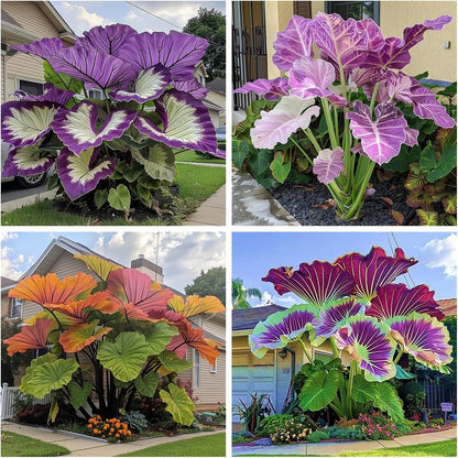100Pcs Elephant Ear Seeds Suitable for casual planting feature strong natural vitality for fast large foliage garden establishment