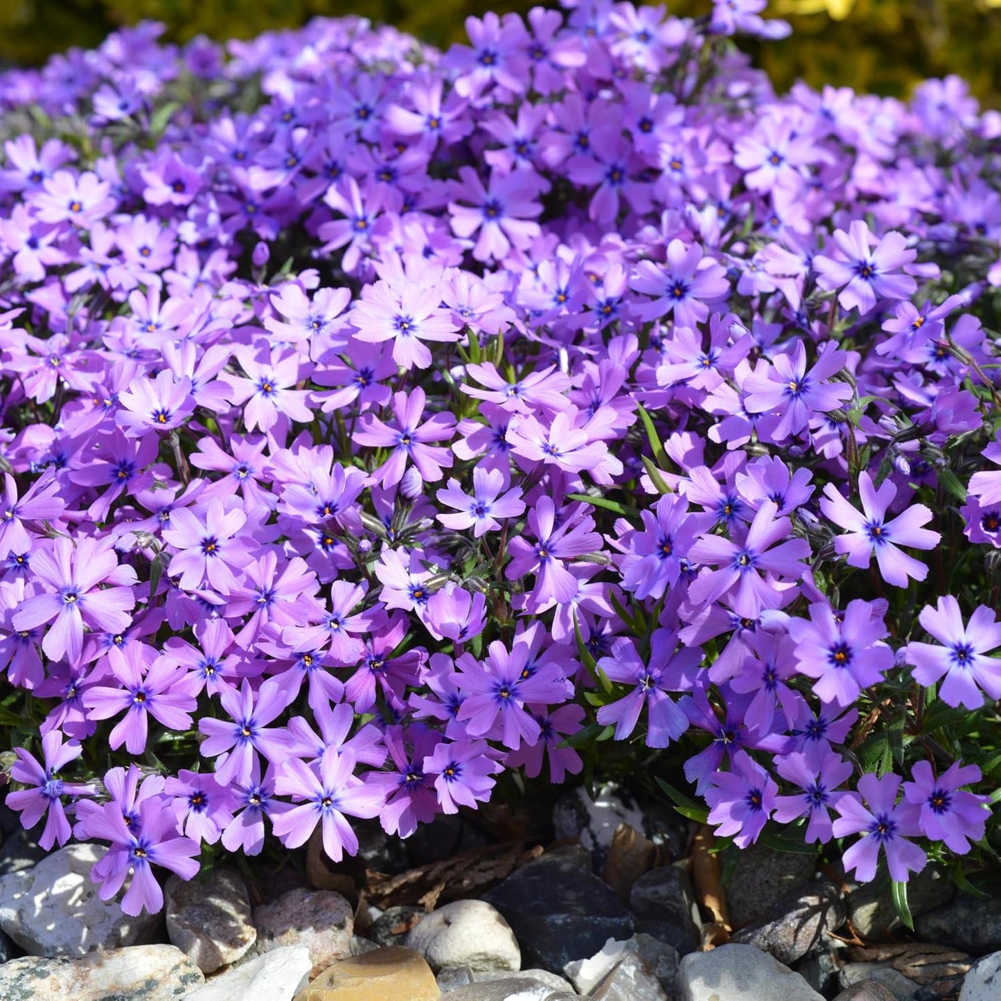 500pcs Creeping Phlox Seeds Simple to Grow add soft textured ornamental charm to rocky slopes and garden landscape spaces