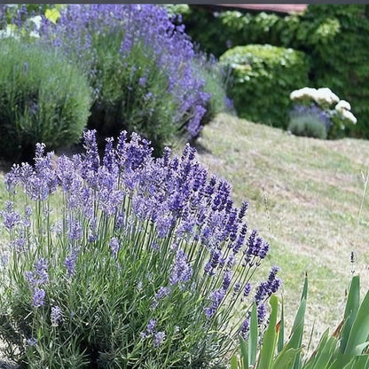 1000pcs Lavender Seeds for Planting, Purple Perennial Heirloom Lavender Seeds, Perennial Flower Tracheophyta for Garden Indoor Outdoor and Home
