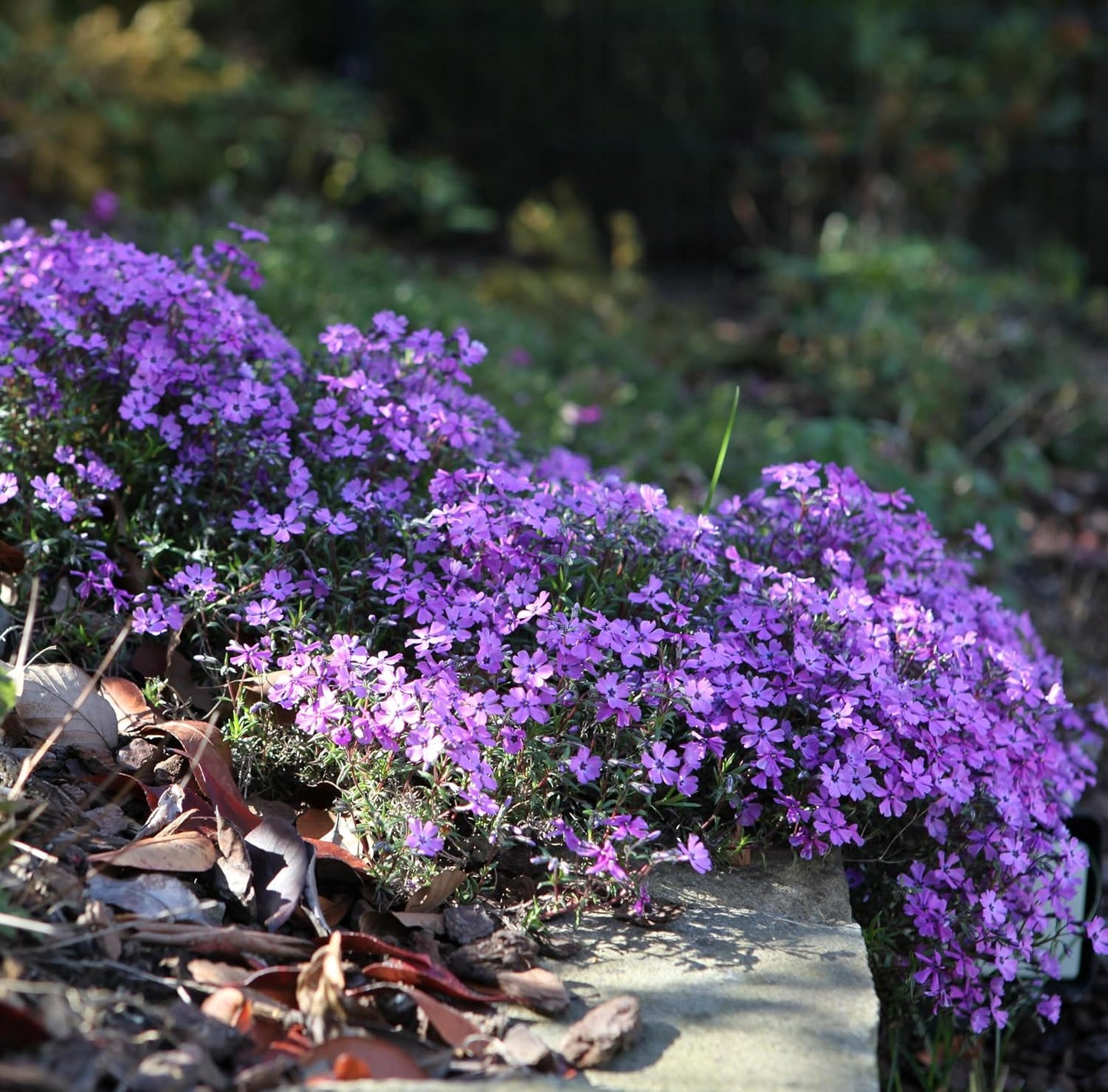 500pcs Creeping Phlox Seeds Simple to Grow add soft textured ornamental charm to rocky slopes and garden landscape spaces