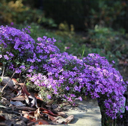 500pcs Creeping Phlox Seeds Simple to Grow add soft textured ornamental charm to rocky slopes and garden landscape spaces