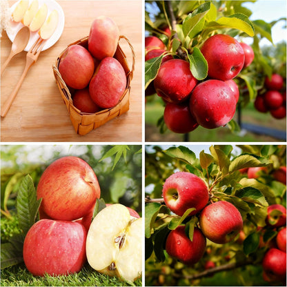 50Pcs Apple Fruit Tree Seeds for Planting, Perennial Delicious Apple Plant Seed, Non-GMO Apple Fruit Seeds for Garden Outdoor