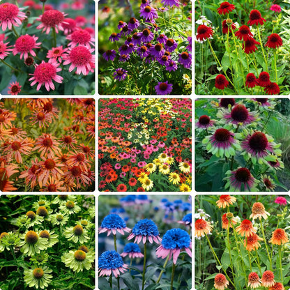 200pcs Perennial Hardy Double ConeFlower Seeds Plants, Non-GMO Heirloom Hummingbirds Open Pollinated Flowers for Home Garden Outdoors