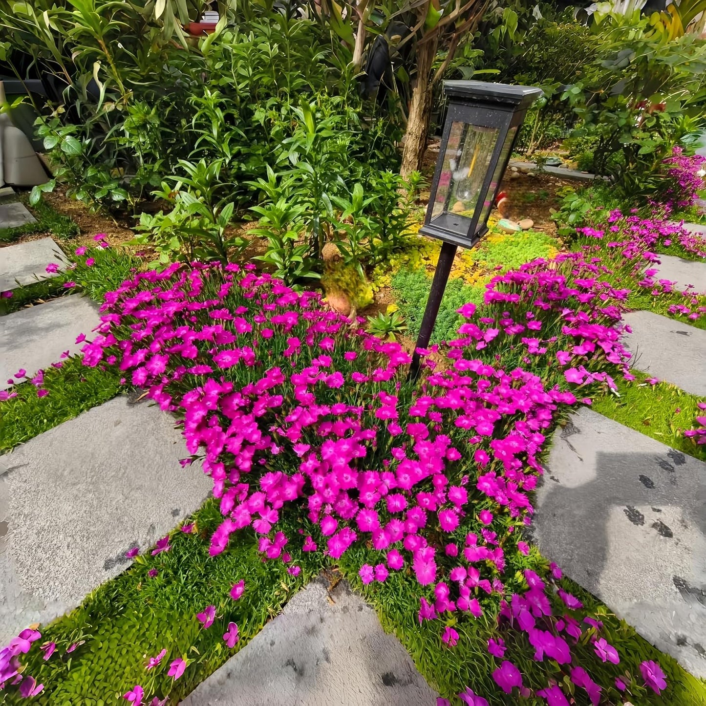 500 Perennial Dianthus Plumarius Sweetness Seeds – Fragrant, Long-Blooming Non-GMO Flower Seeds – Perfect for Colorful Garden Planting