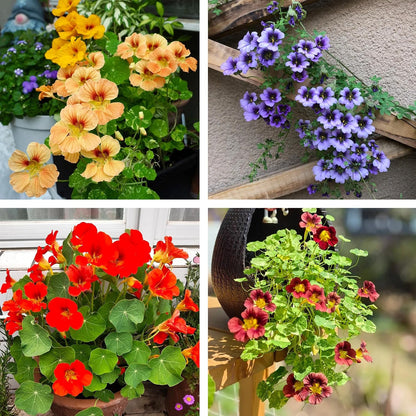 30pcs Nasturtium Seeds Friendly for new gardeners grow into full sprawling clumps with prolonged seasonal blooming features