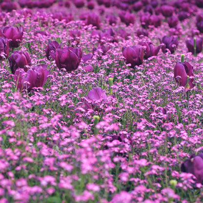 500pcs Creeping Phlox Seeds Simple to Grow add soft textured ornamental charm to rocky slopes and garden landscape spaces