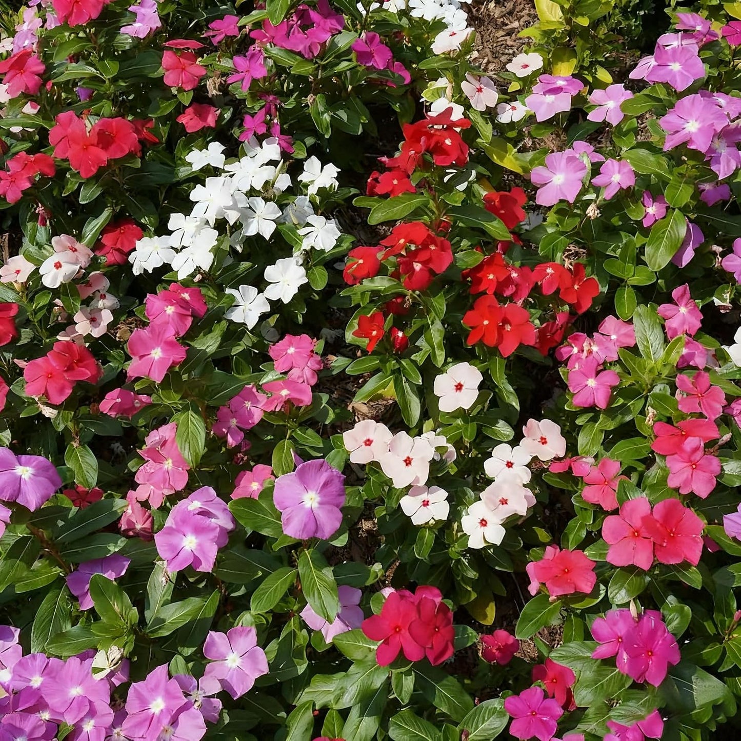 Perennial Periwinkle Flower Seed, 100 Heirloom Periwinkle Flower Seeds, Ground Cover Seeds for Home Garden and Outdoor