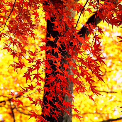 41Pcs Red Maple Seeds for Planting, Acer rubrum Native Fall Color Tree, Non-GMO Heirloom for Shade and Specimen Plantings