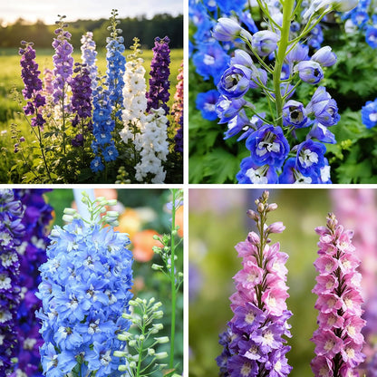 Tall Larkspur Seeds for Planting, 200 Mixed Larkspur Delphinium Seeds, Perennial Flower Plants, Non-GMO Heirloom Larkspur Seed for Home Garden