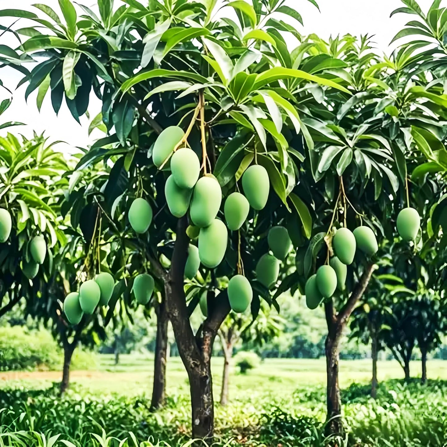 1Pcs Mango Seeds great for first time growers and home landscape tree planting lovers