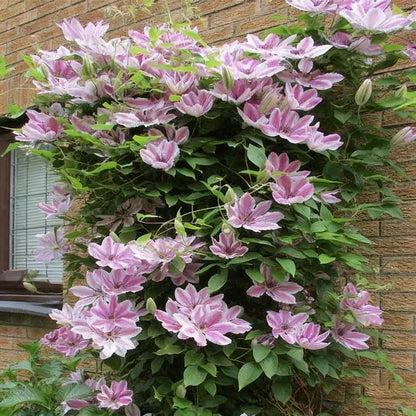 100 Mixed Clematis Seed, Bloom Climbing, Perennial Flower Plants, Non-GMO Heirloom Flower Seeds for Garden Home