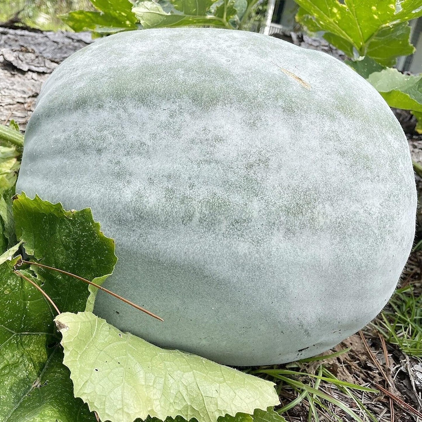 30pcs Winter Melon Seeds Simple to Grow add broad lush texture to plain garden grounds and trellis spaces