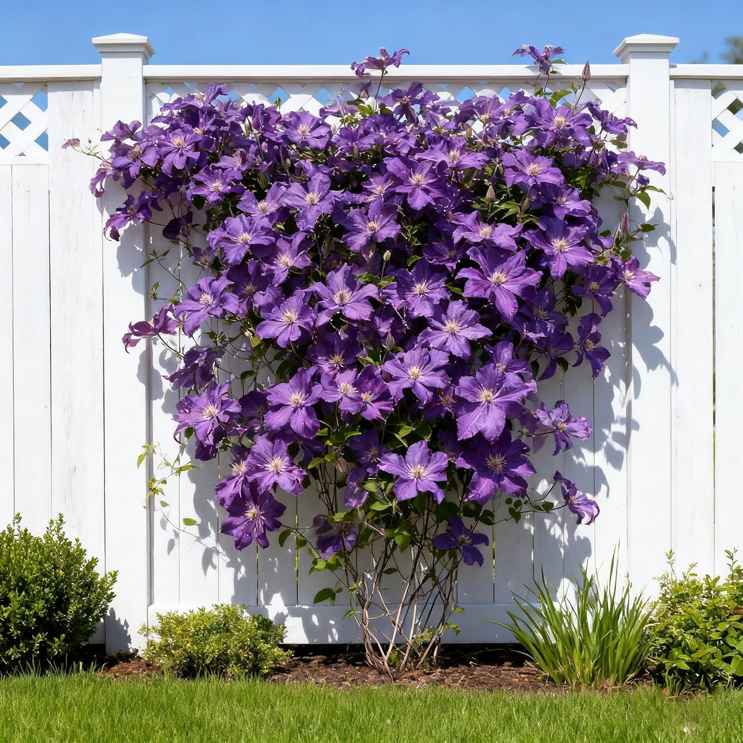 100 Clematis Seeds for Planting, Climbing Clematis Vine Non-GMO Seed, Perennial Flower Seed for Outdoor Home Garden