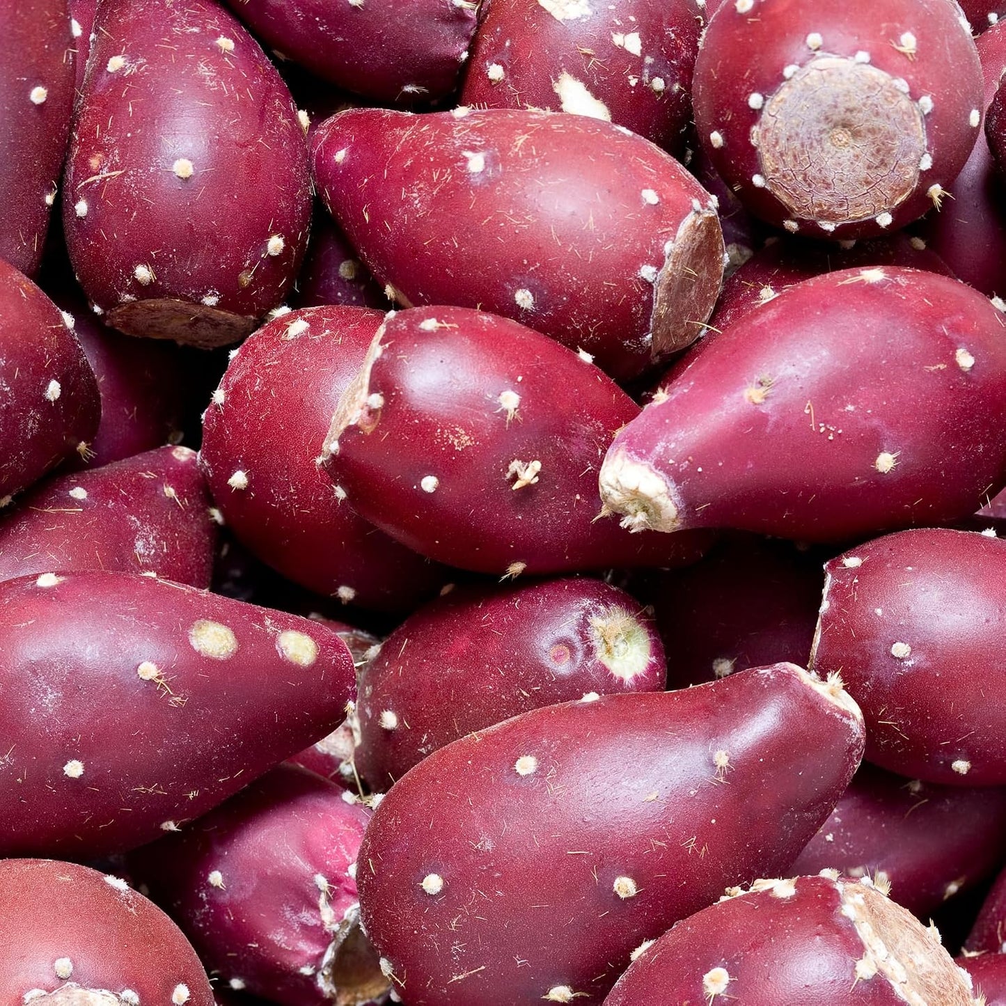 100pcs Purple Prickly Pear Cactus Seeds, Fast-Growing Succulent, Cold-Hardy, Indoor & Outdoor Decorative Plant