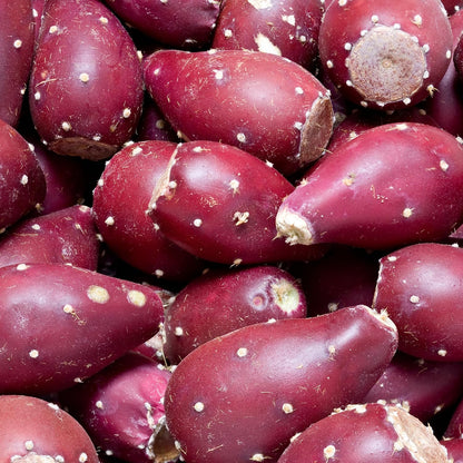 100pcs Purple Prickly Pear Cactus Seeds, Fast-Growing Succulent, Cold-Hardy, Indoor & Outdoor Decorative Plant