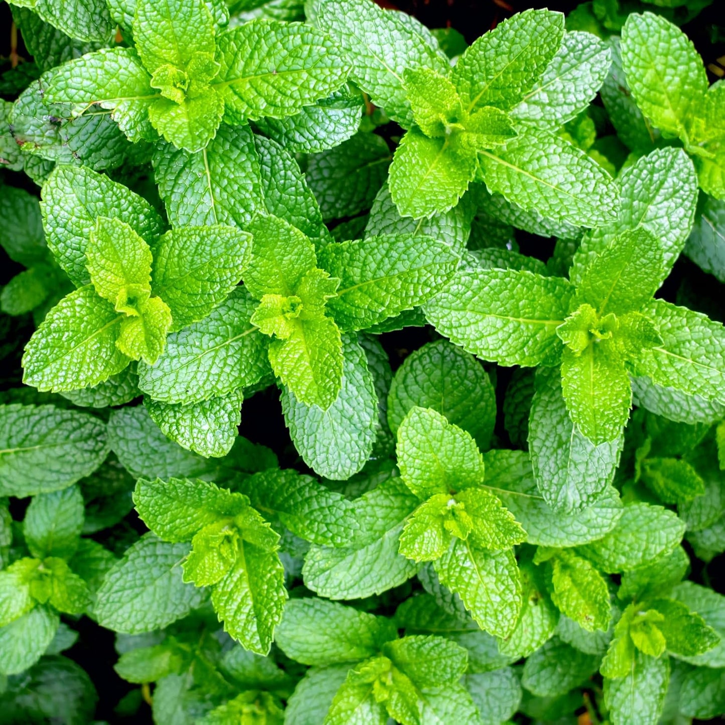 497Pcs Mint Seeds Made for home planting create lush spreading foliage clusters across garden margins and patio container areas