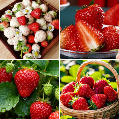 300Pcs Red Giant Strawberry Seeds, Heirloom Non-GMO Fresh Fruit Seed for Home Garden