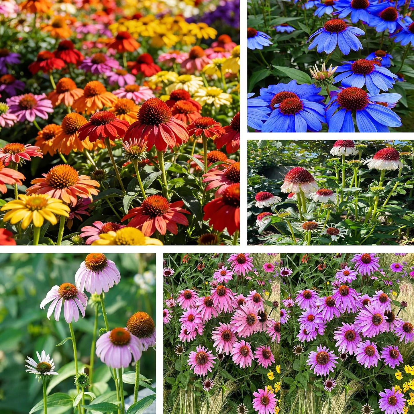 200pcs Coneflower Seeds, Attract Pollinators, Perennial ConeFlower Seed for Home Garden, Potted Decoration