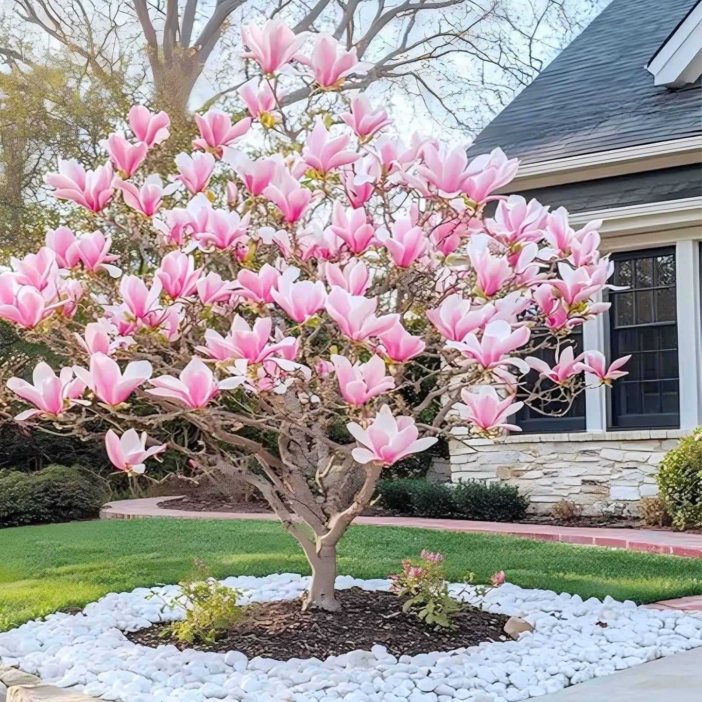 30pcs Magnolia Tree Seeds for Home Garden, Perennial Flowering Ornamental Shrub with Showy Blooms