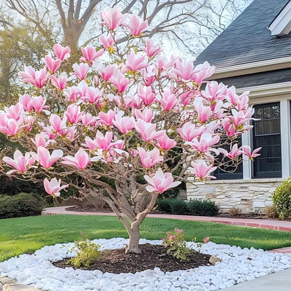 30pcs Magnolia Tree Seeds for Home Garden, Perennial Flowering Ornamental Shrub with Showy Blooms