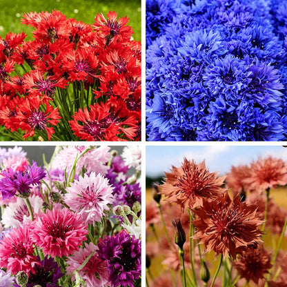 Mix Cornflower Seeds for Planting, 500 Perennial Pink Bachelor Button Cornflower Flower Seeds Cut Flowers Plants, Non-GMO Heirloom Open Pollinated Wildflower for Home Garden Outdoors