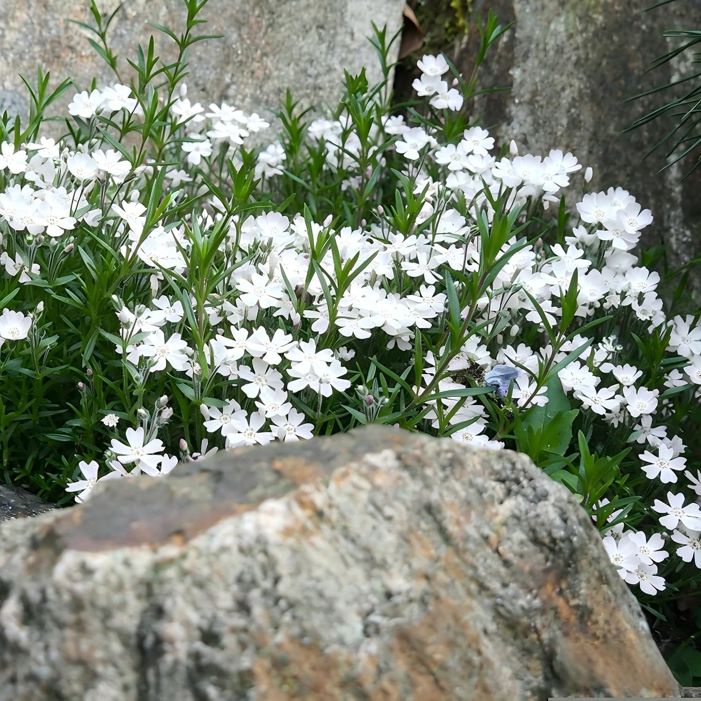 500pcs White Creeping Phlox Seeds for Planting,  Evergreen Fragrant Ground Cover Non-GMO Heirloom Blooms for Garden Borders, Containers & Pollinator Gardens