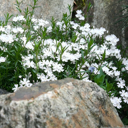 500pcs White Creeping Phlox Seeds for Planting,  Evergreen Fragrant Ground Cover Non-GMO Heirloom Blooms for Garden Borders, Containers & Pollinator Gardens