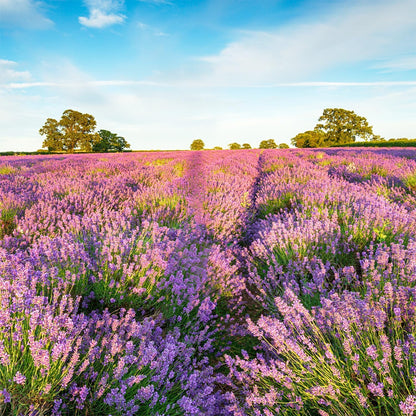 1000pcs Perennial Lavender Flower Seeds for Planting-Annual Lavender Vera Herb Seeds Attracts Pollinators Non GMO Heirloom