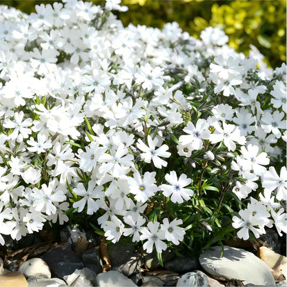 500pcs White Creeping Phlox Seeds for Planting,  Evergreen Fragrant Ground Cover Non-GMO Heirloom Blooms for Garden Borders, Containers & Pollinator Gardens