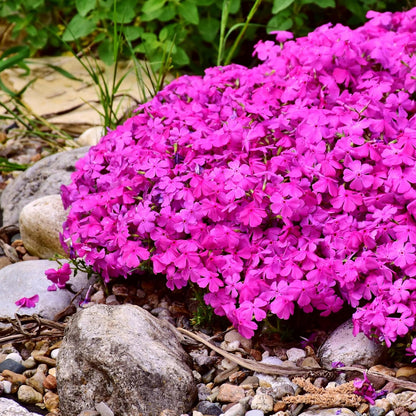 500pcs Creeping Phlox Seeds Simple to Grow add soft textured ornamental charm to rocky slopes and garden landscape spaces