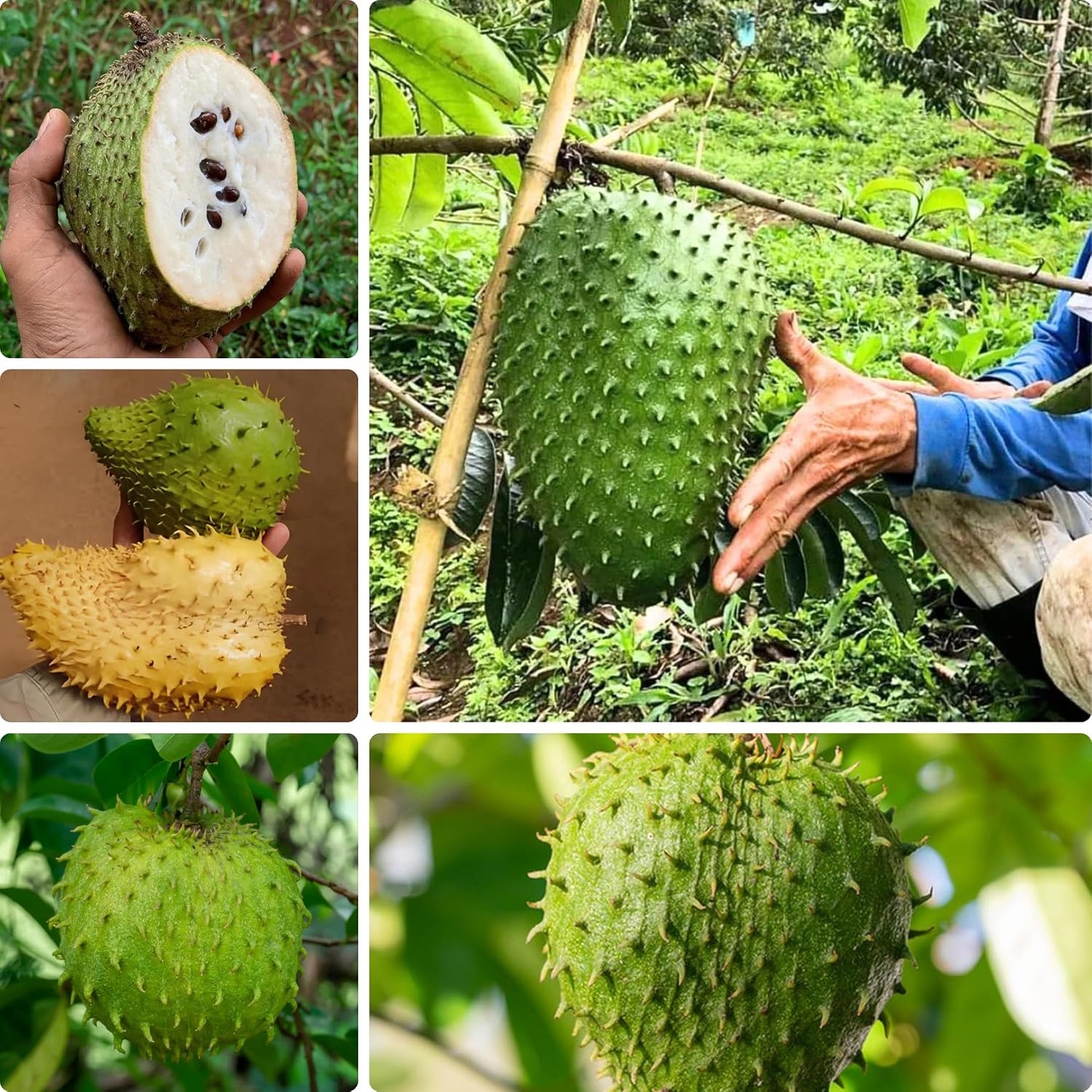 10Pcs Soursop Pawpaw Seeds Simple To Grow Resists Mild Stressful Warm Weather Conditions