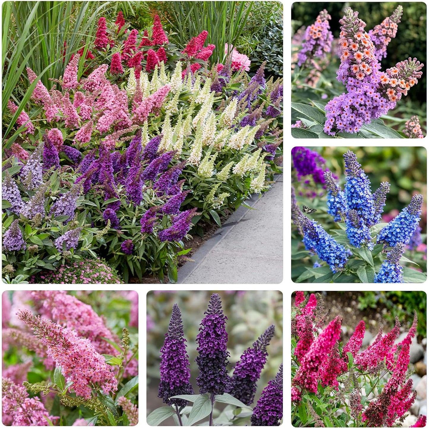 300Pcs Mix Butterfly Bush Seeds Highly Fragrant Flowers that Attract Hummingbirds, Bees & Pollinators to Your Garden
