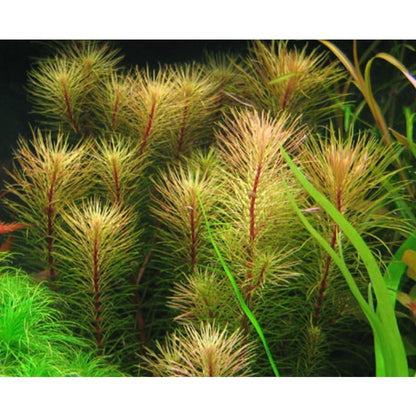 2000Pcs Ideal for novice planting Aquarium Seeds build natural compact green clusters inside private household aquariums