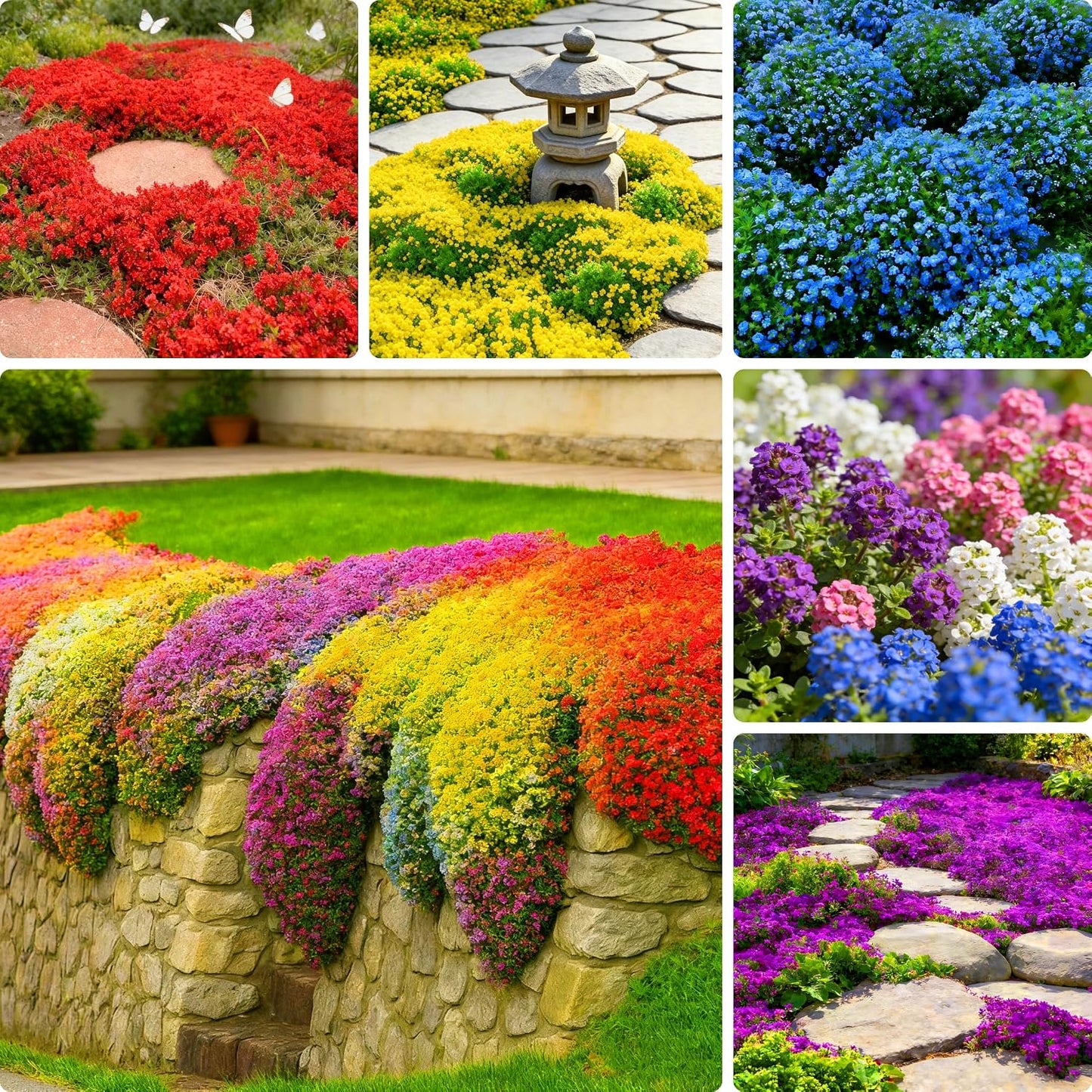 480Pcs Creeping Thyme Seeds for Planting Perennial Magic Ground Cover Plant Seeds - Non-GMO Heirloom Serpyllum Thyme Seeds for Garden Outdoor Home