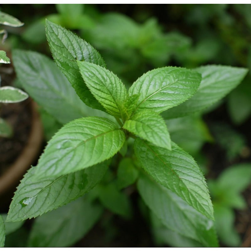 500Pcs Mint Seeds pair well with upright garden plants to enrich multi layered landscape structure