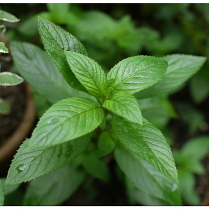 500Pcs Mint Seeds pair well with upright garden plants to enrich multi layered landscape structure