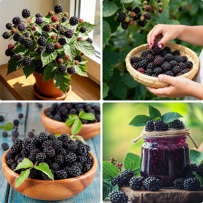 200Pcs Blackberry Seeds Simple Beauty For Clean Garden Spaces Simple To Cultivate