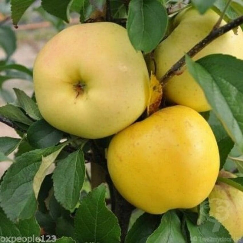 50pcs Ornamental Fruit Tree Accents with Apple Tree Seeds for Landscape